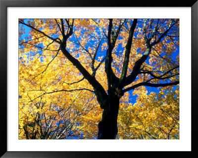 Maple Trees In Fall Foliage, Washington, Usa by William Sutton Pricing Limited Edition Print image