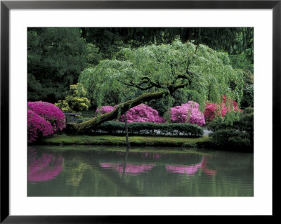 Reflecting Pool And Rhododendrons In Japanese Garden, Seattle, Washington, Usa by Jamie & Judy Wild Pricing Limited Edition Print image