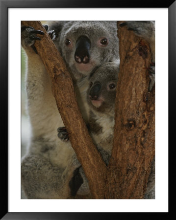 A Koala And Its Baby Cling To A Eucalyptus Tree In Eastern Australia by Nicole Duplaix Pricing Limited Edition Print image