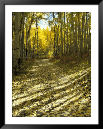 Aspen Tree Shadows And Old Country Road, Kebler Pass, Colorado, Usa by Darrell Gulin Pricing Limited Edition Print image