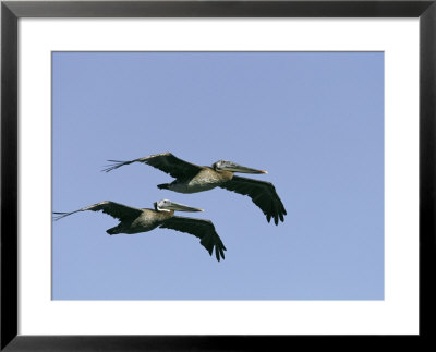 Pair Of Brown Pelicans In Flight by Marc Moritsch Pricing Limited Edition Print image