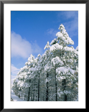 Snow-Covered Trees, Coconino National Forest, Arizona by Rich Reid Pricing Limited Edition Print image