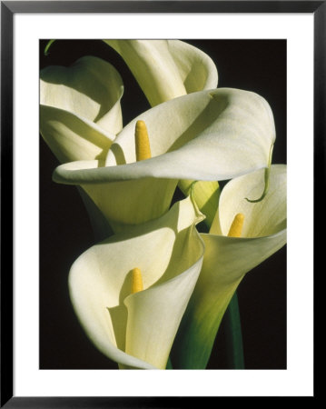 Little Gem And Black Calla Lilies by Bill Whelan Pricing Limited Edition Print image