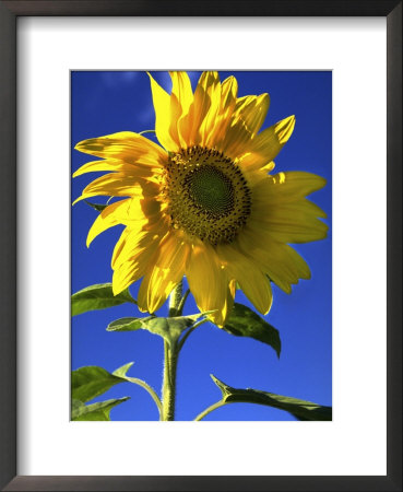 Sunflower by Paul Katz Pricing Limited Edition Print image