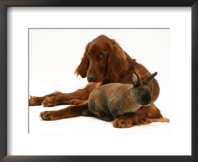 Irish Setter With Dwarf Rex Rabbit by Jane Burton Pricing Limited Edition Print image