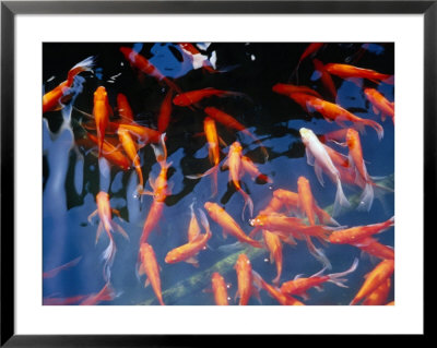 Goldfish In Pond At Chinese And Japanese Gardens, Singapore by Glenn Beanland Pricing Limited Edition Print image
