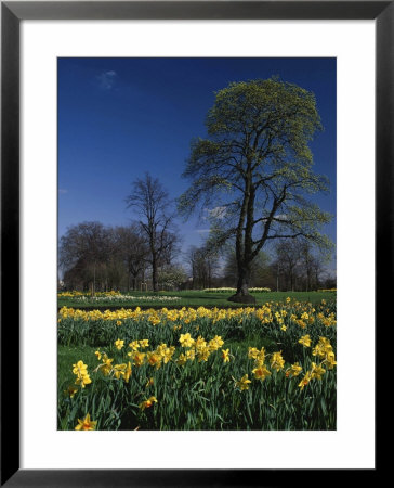 Spring In Hyde Park, London Carpet Of Narcissi In March by Nigel Francis Pricing Limited Edition Print image