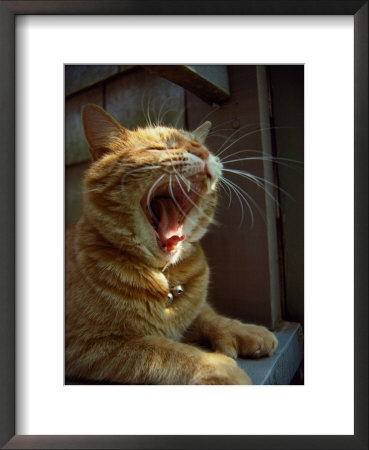 Cat Yawning by David Bitters Pricing Limited Edition Print image