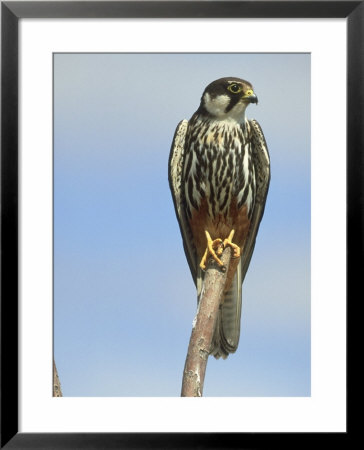 Hobby, Adult On Wood Post, Spain by Carlos Sanchez Alonso Pricing Limited Edition Print image
