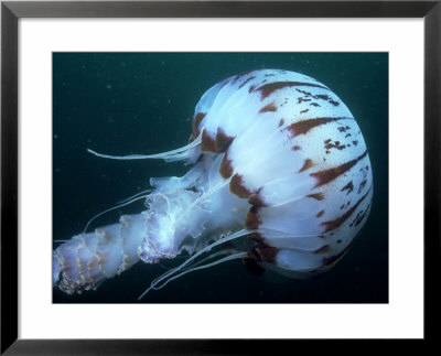 Pelagic Jellyfish, La Jolla, Usa by Richard Herrmann Pricing Limited Edition Print image