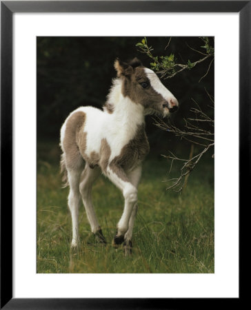 Portrait Of A Wild Pony Foal by James L. Stanfield Pricing Limited Edition Print image