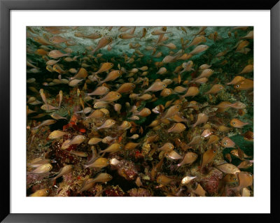 A School Of Sweeper Fish Swims Over A Coral Reef by Wolcott Henry Pricing Limited Edition Print image