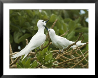 Fairy Terns by Jonathan Blair Pricing Limited Edition Print image