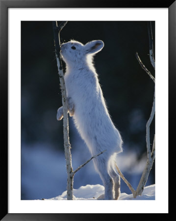 Snowshoe Hare Feeding On The Bark Of A Twig by Michael S. Quinton Pricing Limited Edition Print image