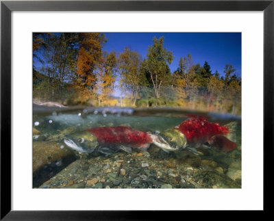 A Female Red Salmon Followed By A Male As They Proceed On Their Migratory Route by Paul Nicklen Pricing Limited Edition Print image