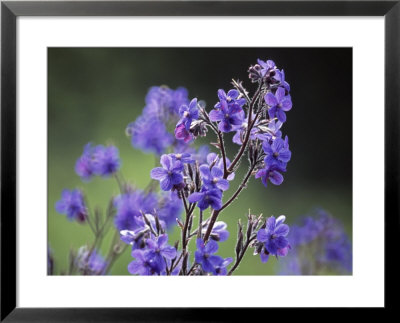 Verbena Hybrida Quartz Blue, Close-Up Of Blue Flowers by Hemant Jariwala Pricing Limited Edition Print image