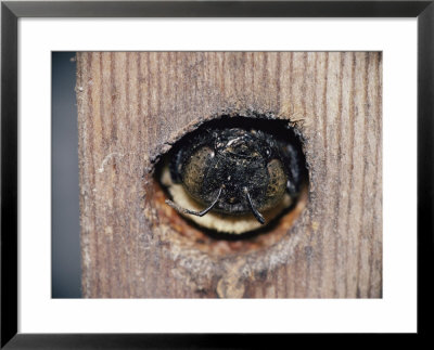 The Head Of An Adult Carpenter Bee Appears Outside Her Nest by Robert Sisson Pricing Limited Edition Print image