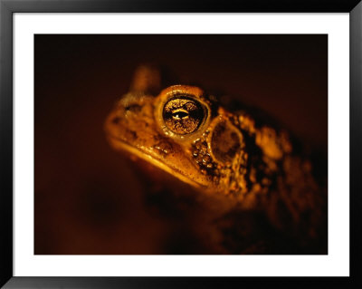 A Houston Toad, An Endangered Species by Joel Sartore Pricing Limited Edition Print image