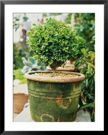 Small Buxus (Box) Topiary In Moss Covered Pot by Georgia Glynn-Smith Pricing Limited Edition Print image