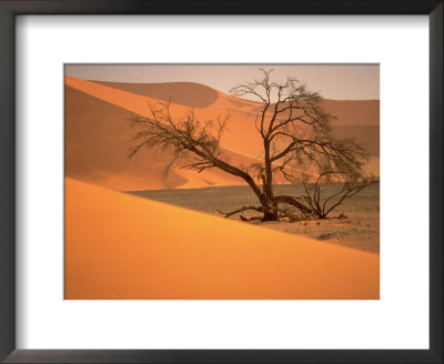 Tree In Namibia Desert, Namibia, Africa by Walter Bibikow Pricing Limited Edition Print image