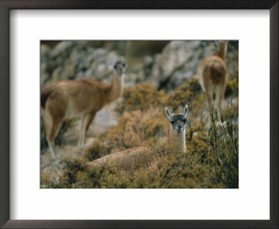 Llamas Grazing On High Desert Vegetation In The Atacama Desert by Joel Sartore Pricing Limited Edition Print image