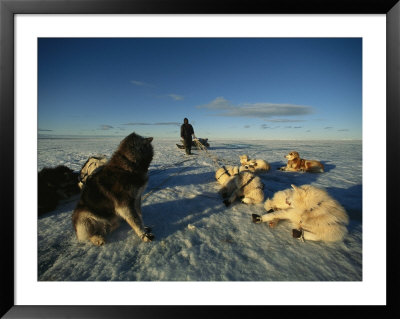 Dogsled Dogs Rest As Their Musher Straightens Their Leads by Norbert Rosing Pricing Limited Edition Print image