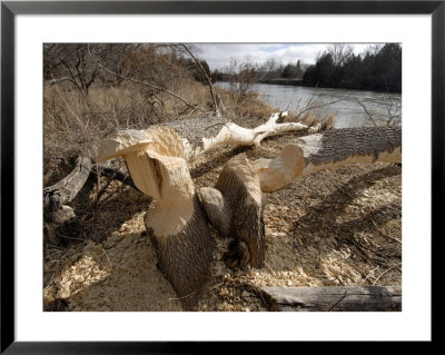 A Box Elder Tree Lies Felled By A Beaver Along The Loup River by Joel Sartore Pricing Limited Edition Print image