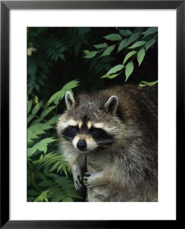 A Captive Raccoon Relaxes On A Rock Surrounded By Lush Foliage by Norbert Rosing Pricing Limited Edition Print image