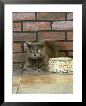 Grey Cat, Waiting By Empty Food Dish by Alan And Sandy Carey Pricing Limited Edition Print image