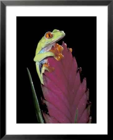 Red-Eyed Tree Frog by Michele Westmorland Pricing Limited Edition Print image