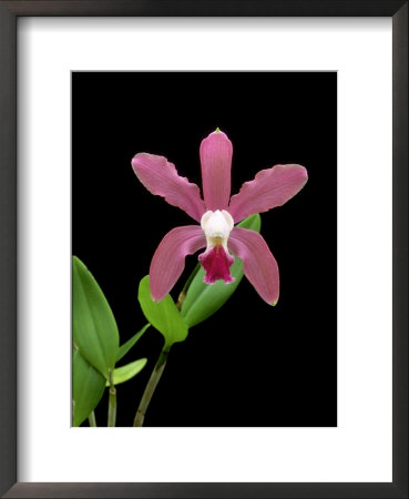 Orchid, Natural Hybrid by Geoff Kidd Pricing Limited Edition Print image