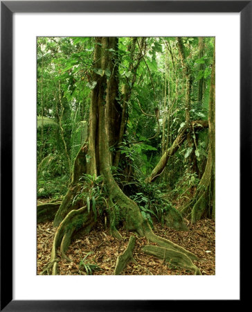 Rainforest Katway Tree, Buttress Roots by Paul Franklin Pricing Limited Edition Print image
