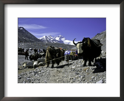 Yaks At The Base Camp Of The Everest North Side, Tibet by Michael Brown Pricing Limited Edition Print image