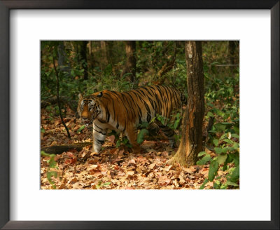 Bengal Tiger, Male Walking, Madhya Pradesh, India by Elliott Neep Pricing Limited Edition Print image