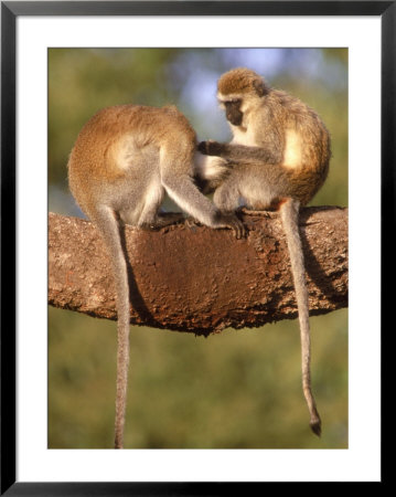 Vervet Monkeys, Tanzania by Elizabeth Delaney Pricing Limited Edition Print image