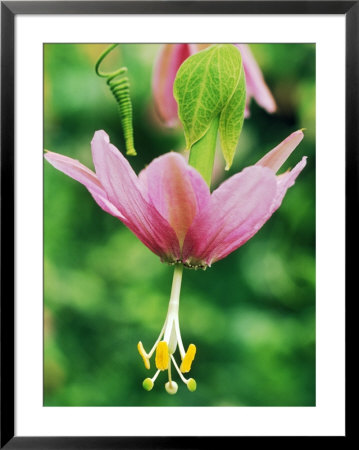 Passiflora Mollissima by Mark Bolton Pricing Limited Edition Print image