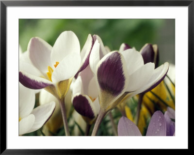 Crocus Chrysanthus, Eye Catcher (White/Maroon) Open Flower, March by Chris Burrows Pricing Limited Edition Print image