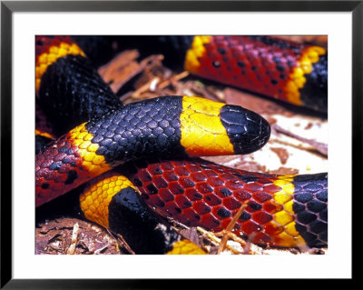 Eastern Coral Snake, Alachua Co. by David M. Dennis Pricing Limited Edition Print image