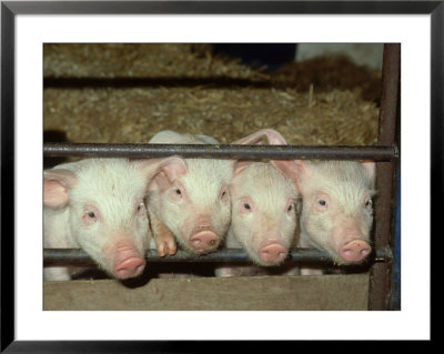 British Saddleback, Piglets Peering Through Bars Of Sty Uk by Mark Hamblin Pricing Limited Edition Print image