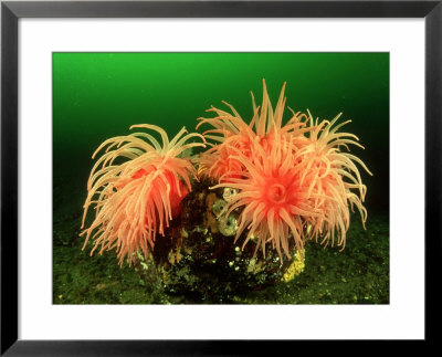 A Group Of Crimson Anemones, British Columbia, Canada by David B. Fleetham Pricing Limited Edition Print image