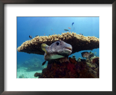 Spotted Porcupinefish, Sipidan Island, Malaysia by David B. Fleetham Pricing Limited Edition Print image