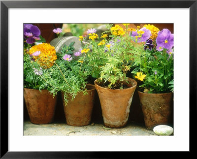 Annuals In Pots, Brachycome Multifida, Viola & Tagetes Pebble Chelsea Flower Show 1997 by Georgia Glynn-Smith Pricing Limited Edition Print image