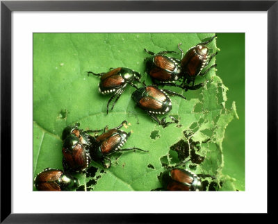 Japanese Beetles, A Plant Pest, Natural Bridge St. Kentucky by David M. Dennis Pricing Limited Edition Print image