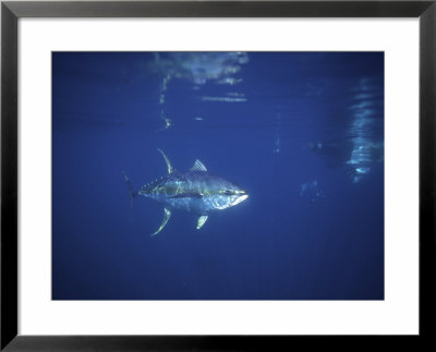 Yellowfin Tuna, Cape Point, Atlantic Ocean by Chris And Monique Fallows Pricing Limited Edition Print image
