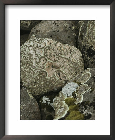 Close View Of Concentric Ring Lichens Growing On Rocks by Stephen Sharnoff Pricing Limited Edition Print image