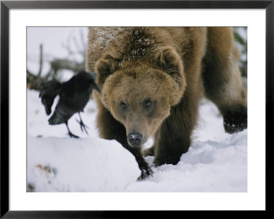 Portrait Of A Captive Grizzly Bear In The Snow by Roy Toft Pricing Limited Edition Print image