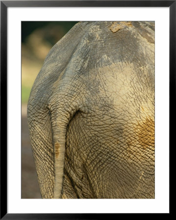 A Rear View Of An African Forest Elephant by Michael Fay Pricing Limited Edition Print image