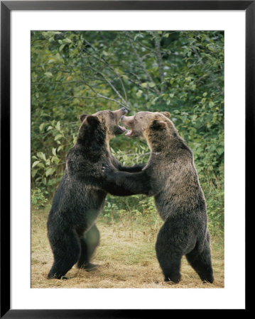Two Grizzly Bears Have A Playful Fight by Tom Murphy Pricing Limited Edition Print image