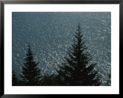 Pine Trees Line The Sparkling Water Near Homer, Alaska by Stacy Gold Pricing Limited Edition Print image