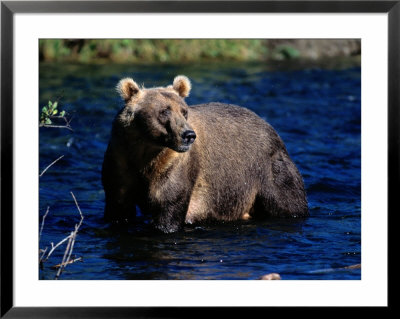 Kodiak Brown Bear (Ursus Middendorfii) by George F. Mobley Pricing Limited Edition Print image